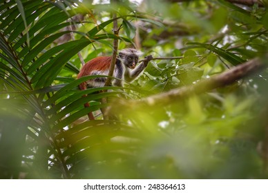 Zanzibar Red Colobus