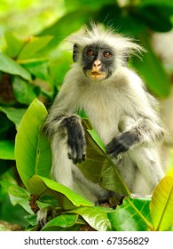 Zanzibar Red Colobus