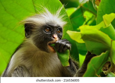 Zanzibar Red Colobus Eating