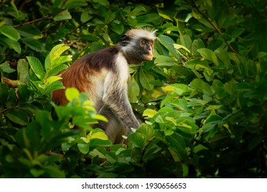 Zanzibar Red Colobus - Piliocolobus Kirkii Monkey Endemic To Unguja, Main Island Of Zanzibar Archipelago, Off The Coast Of Tanzania, Also Known As Kirks Red Colobus, Climbing And Hanging.