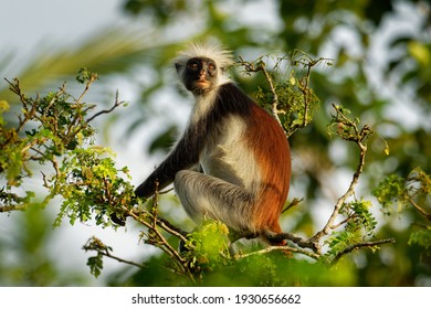 Zanzibar Red Colobus - Piliocolobus Kirkii Monkey Endemic To Unguja, Main Island Of Zanzibar Archipelago, Off The Coast Of Tanzania, Also Known As Kirks Red Colobus, Climbing And Hanging.