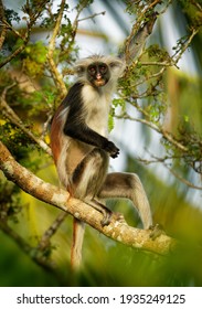 Zanzibar Red Colobus - Piliocolobus Kirkii Monkey Endemic To Unguja, Main Island Of Zanzibar Archipelago, Off The Coast Of Tanzania, Also Known As Kirks Red Colobus, Climbing And Hanging.