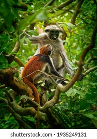 Zanzibar Red Colobus - Piliocolobus Kirkii Monkey Endemic To Unguja, Main Island Of Zanzibar Archipelago, Off The Coast Of Tanzania, Also Known As Kirks Red Colobus, Climbing And Hanging.