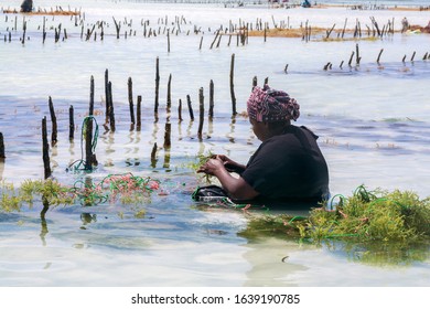 Zanzibar, Tansania - September 30, 2012: An African Woman Sitting During Low Tide In The Kelp Growing Farm, Which Provides Raw Material For Cosmetics