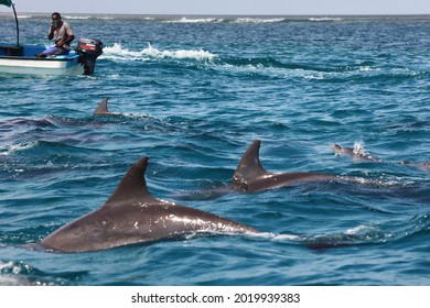 Zanzibar, Tanzania  06 10 2021 : People Watching Dolphins In The Wild 