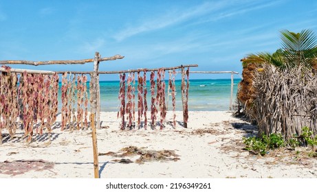 Zanzibar, Tanzania - Seaweed Farming At The Beach