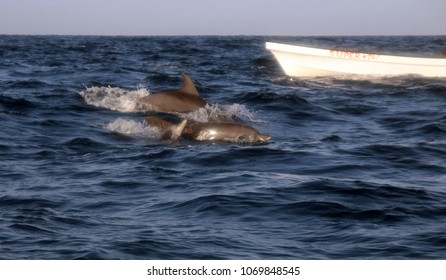 Zanzibar Tanzania-June 12 2016:Dolphins Watching