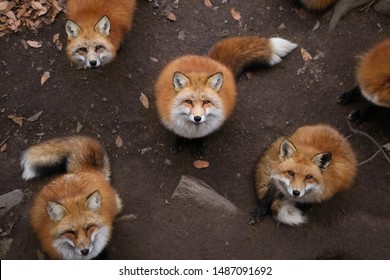 Zao, Japan - November 2016: Wild Foxes Seen At Zao Fox Village