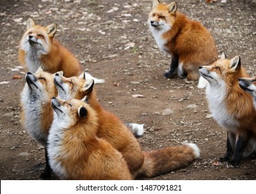 Zao, Japan - November 2016: Wild Foxes Seen At Zao Fox Village