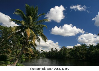 Zapata Swamp Landscape, Zapata Peninsula, Cuba 