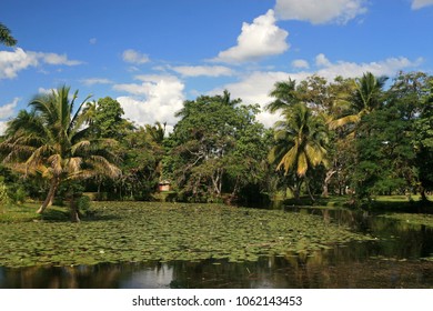 Zapata Swamp Landscape, Zapata Peninsula, Cuba 