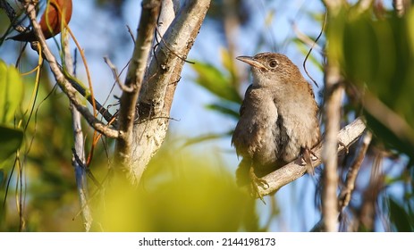 Zapata Wren, Endemic Bird Of Cuba