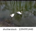 
In Zaporozhye "Dubovka", new swans were released into the water