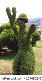 Zarcero / Costa Rico - May 3, 2019: A Self-portrait Topiary Carved By The Master Topiary Sculptor Evangelista Blanco In Zarcero, Costa Rico.