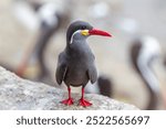 The Gaviotín Zarcillo, also known as the Inca Tern, is a striking seabird native to the coasts of Peru and Chile, with Paracas being one of the ideal locations to spot them.