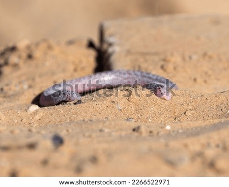 zarundys worm lizard lying on sand on day light