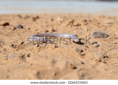 zarundys worm lizard lying on sand on day light