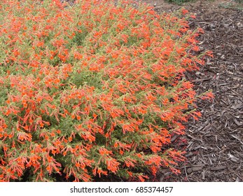 Zauschneria High Res Stock Images Shutterstock Zauschneria High Res Stock Images Shutterstock