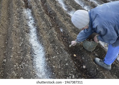 Zdolbuniv. Rivne Region. Ukraine. Aprel2021.The Older Woman Plants Potatoes In Deep Furrows On The Bed.The Process Of Planting Potatoes In The Household.