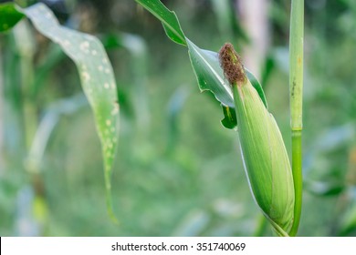 Zea Mays
