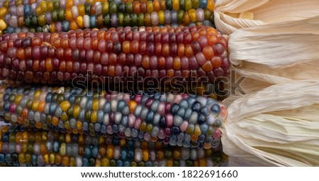 Zea Mays glass gem corn on the cob with multicoloured kernels, grown on an allotment in London UK. 