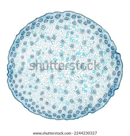 Zea stem, maize stem, cross section, 20X light micrograph. Stem of the plant Zea mays, under the light microscope. Ten individual shots combined into one overall picture. Isolated on white background.