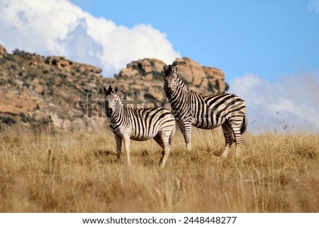 A zeal of zebras observing in South Africa.