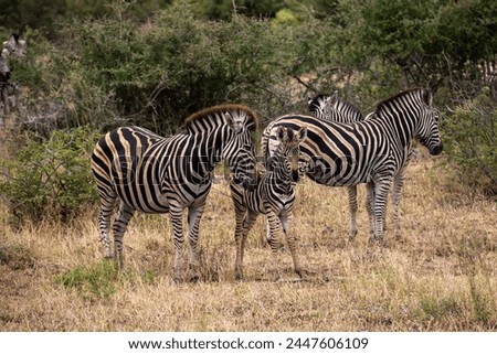 A zeal of zebras in the wild, South Africa