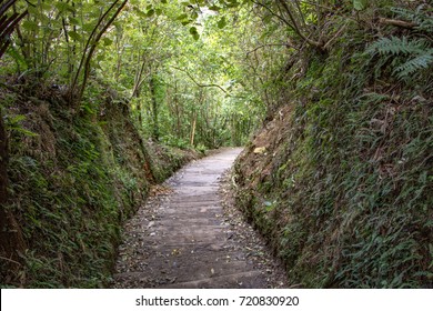 Zealandia Bush Track 