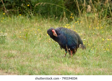 Zealandia South Island Takahe