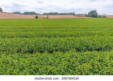 Zealong Tea Estate At Hamilton, New Zealand