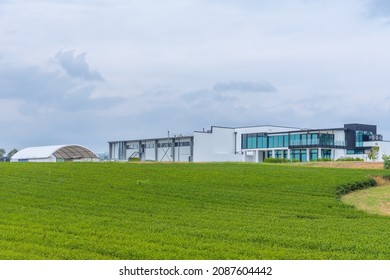 Zealong Tea Estate At Hamilton, New Zealand