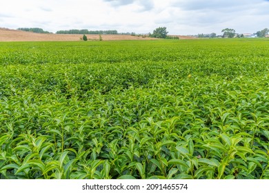 Zealong Tea Estate At Hamilton, New Zealand