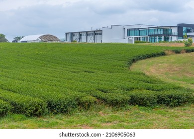 Zealong Tea Estate At Hamilton, New Zealand