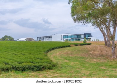 Zealong Tea Estate At Hamilton, New Zealand