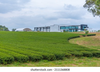 Zealong Tea Estate At Hamilton, New Zealand