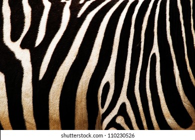 zebra - Powered by Shutterstock