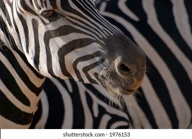 Zebra