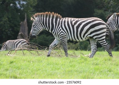 zebra