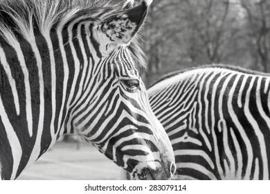 Zebra