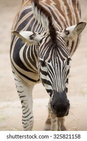 The zebra