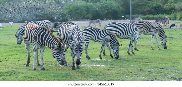 zebra