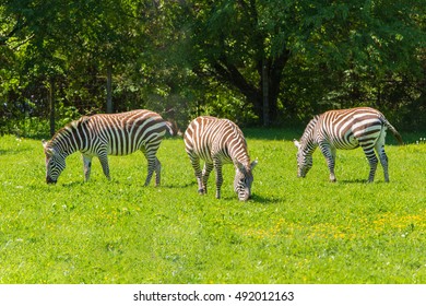 Zebra
