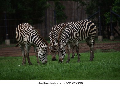 zebra