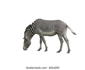 Different Elephant Zebra Stripes On White Stock Illustration 204892516