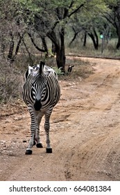 Zebra
