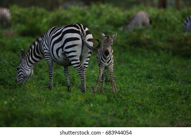 zebra