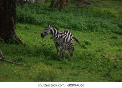 zebra