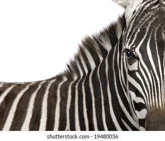 Zebra (4 years) in front of a white background - Powered by Shutterstock