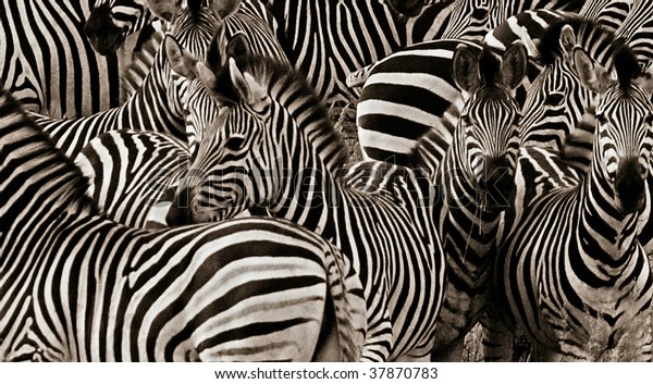 best zebra presets